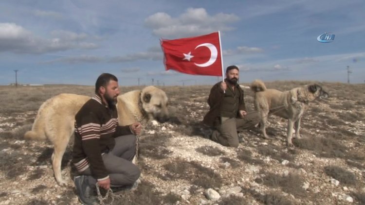 Kangal köpekleri Zeytin Dalı Harekatı'na hazır
