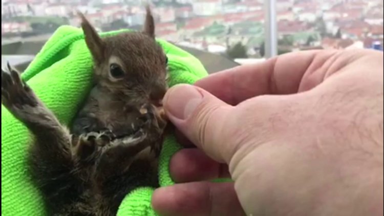 Yaralı sincap için seferber oldular! 19 yaşındaki genç kapanda bulmuştu...