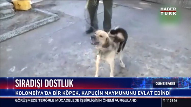 Sıradışı dostluk