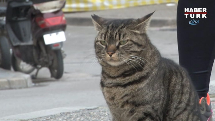 Bu mahallenin kedisi mahalle sakinleri ile 4 yıldır süt almak için sıraya giriyor