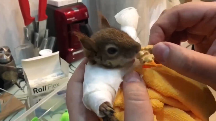 Yaralı sincabı tedavi ettikten sonra elleriyle besledi