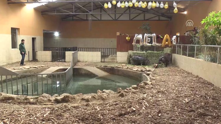 Su aygırı Mela bir yaşında