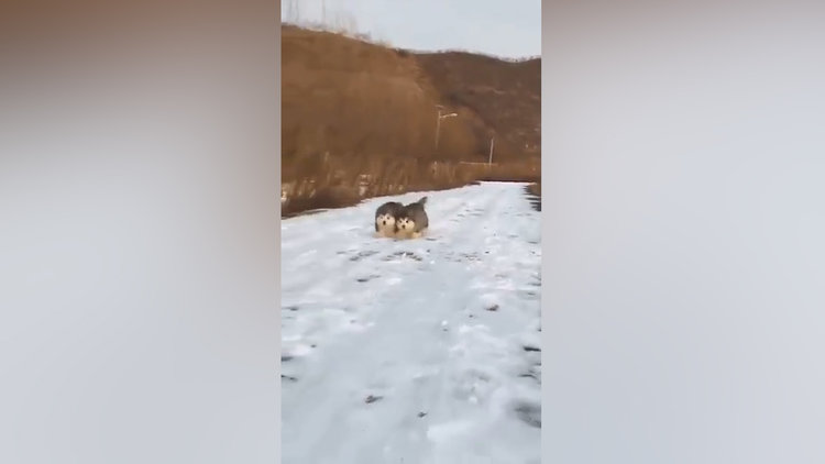 Senkronize tatlılık