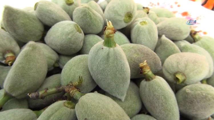 Mersin'de açıkta çağla hasadı yapıldı