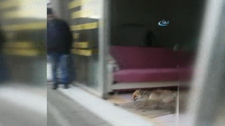 Yolunu şaşıran tilki mağazaya girdi