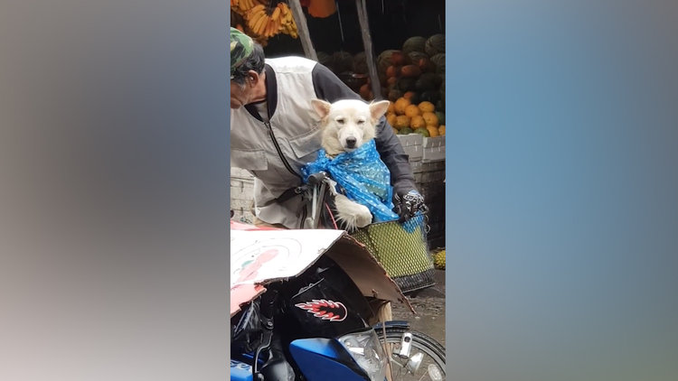 Köpeği yağmurda ıslanmasın diye korumaya çalışan adam