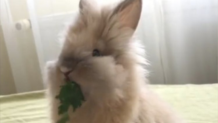 Maydanoz yiyişiyle kendine hayran bırakan sevimli tavşan