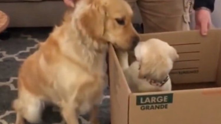 Aileye yeni katılan köpeği görünce mutlu oldu