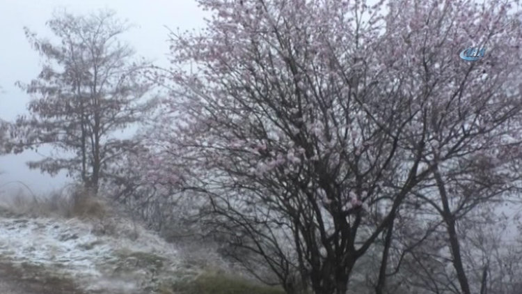 Çiçek açan meyve ağaçları kar altında kaldı