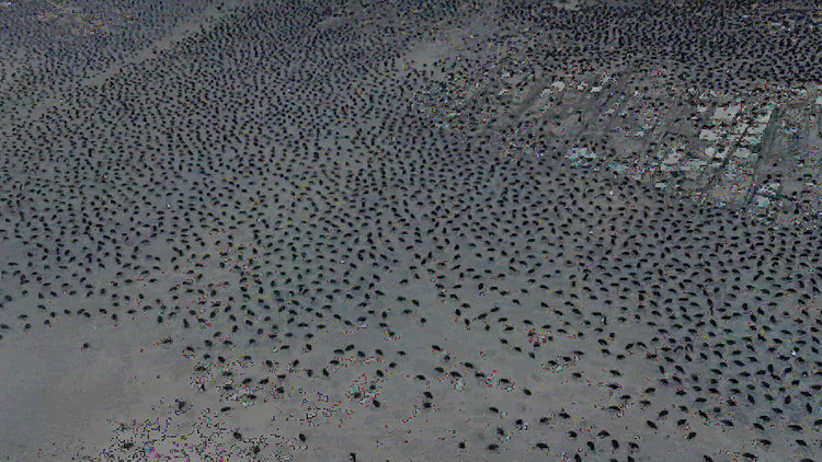 Antartika'da 1,5 milyonluk yeni penguen sürüsü keşfedildi