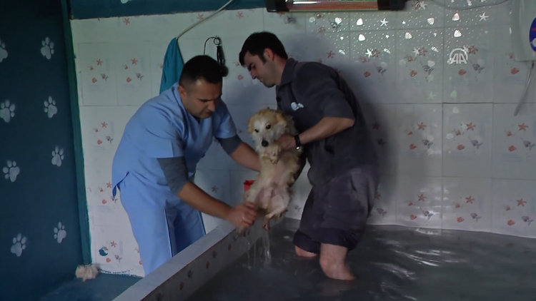 Köpeklerin kaplıca keyfi