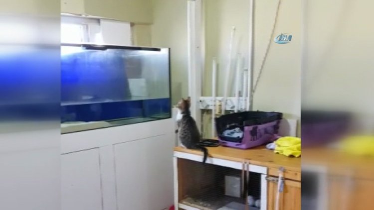 Sineği yakalamak isteyen kedi akvaryuma uçtu