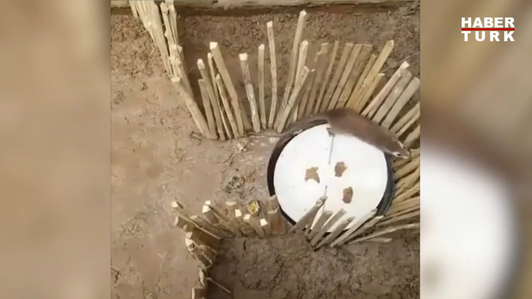 Yakaladığı farelere dublaj yapan adam güldürdü