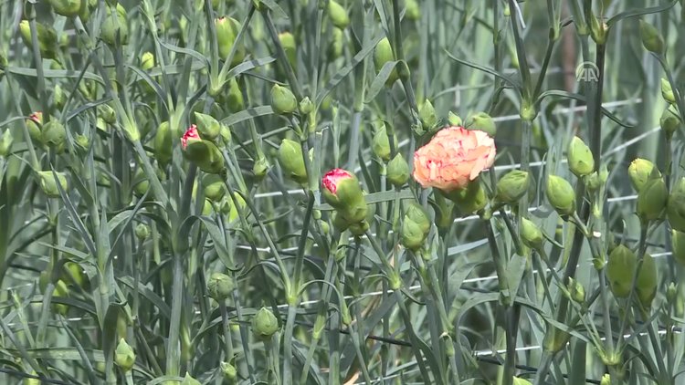 48 ülkenin kadınına 80 milyon dal Türk çiçeği