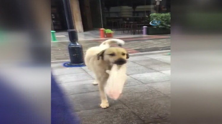 Kasabın en sadık müşterisi, sokak köpeği