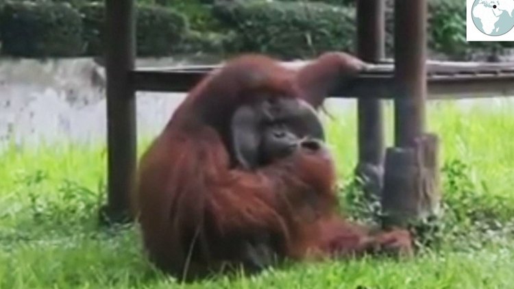 Sigara içen orangutan