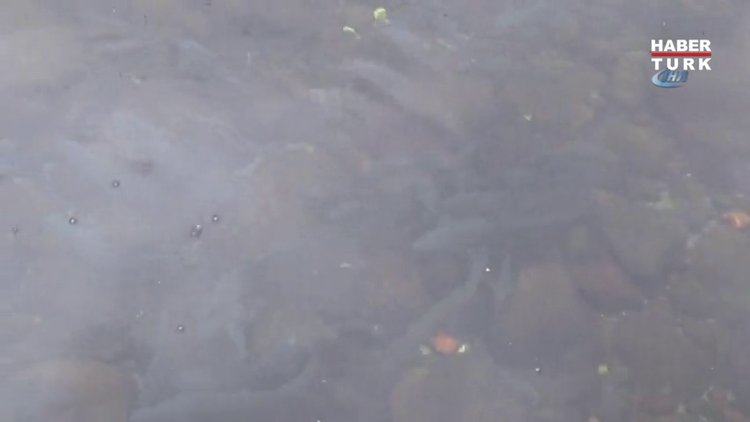 Çankırı'daki "asker balıklar"ın Afrin'e gittiği düşünülüyor