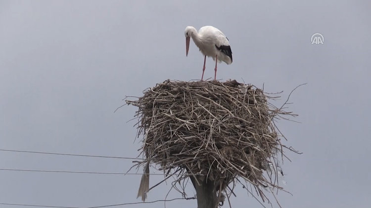 "Baharın habercisi" leylekler yuvalarına dönmeye başladı