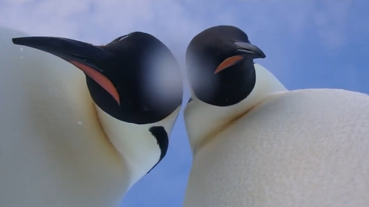 Penguenlerden selfie