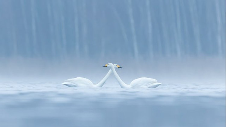 "Yılın Kuş Fotoğrafçısı" yarışmasından finaline kalan kareler