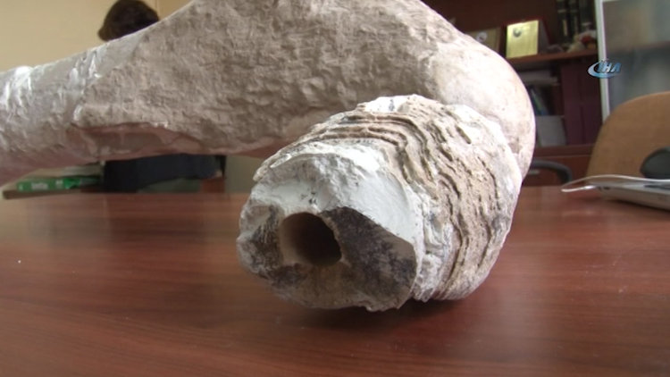 Geçmişte tropikal iklime sahip olan Sivas'ta 10 milyon yıllık fosil