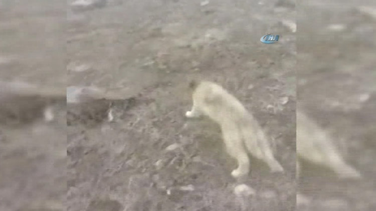 Kafası bidona sıkışan yavru köpek kurtarıldı