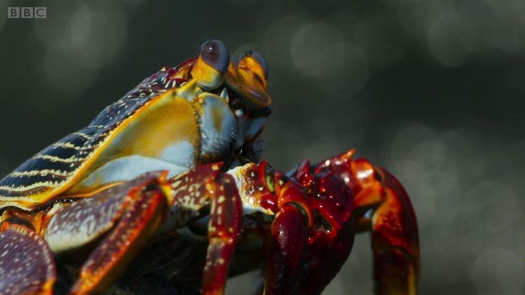 Bir yengecin hayatta kalma mücadelesi