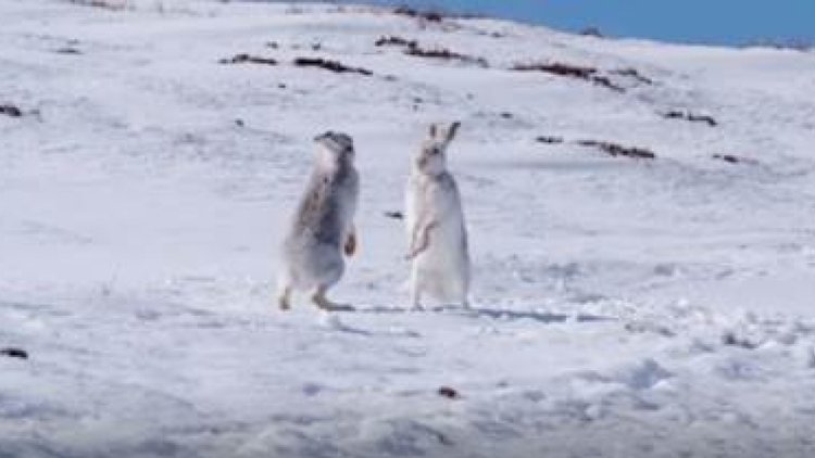 Mucizevi hayvanlar: Yaban tavşanı