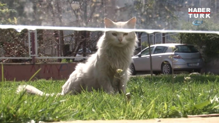 Durakta istenmeyen kedi için yazı astı, paylaşım rekoru kırdı