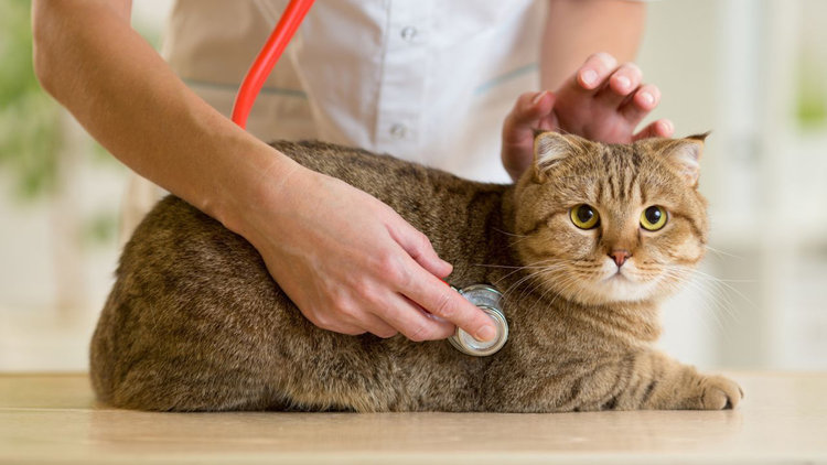 Veterinerlikte e-reçete dönemi