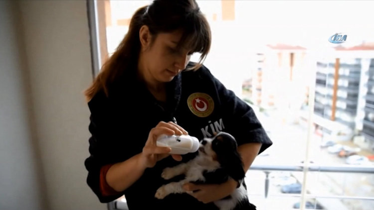 Kapıkule'de yavru köpek operasyonu