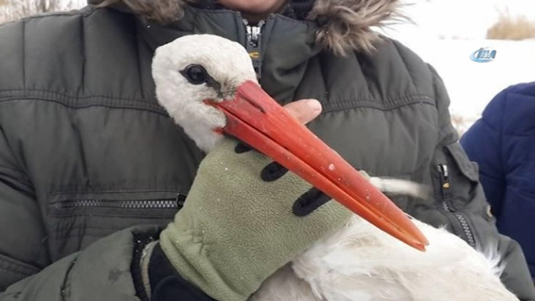 Ukraynalılar kıştan etkilenen leylekleri besleyip sıcak tutmaya çalıştılar