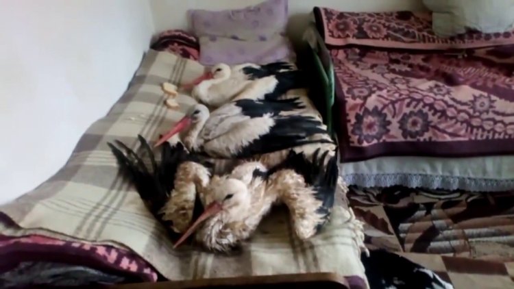 İşte günün kahramanları! Donan leylekleri kurtardılar