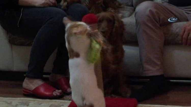 Kedi ve köpeklerin dostluğu görenleri şaşırtıyor