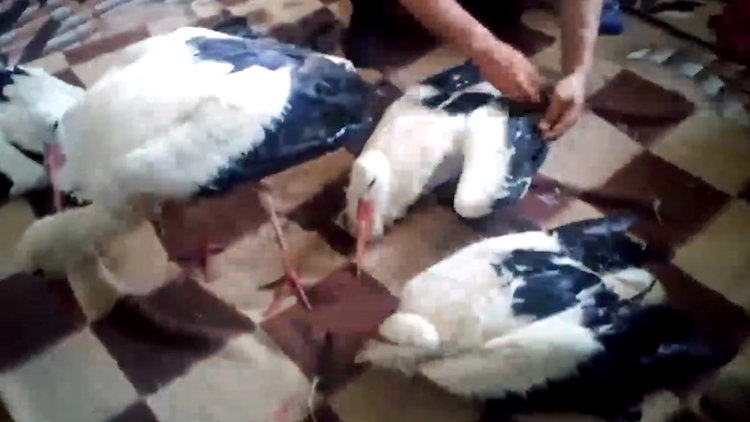 Bulgaristan'da yaşayan Türk aileden örnek davranış