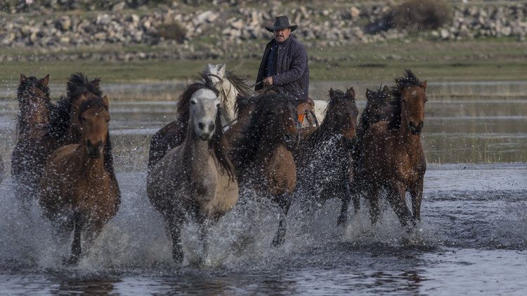 Fotoğrafçıların yeni gözdesi: Yılkı atları