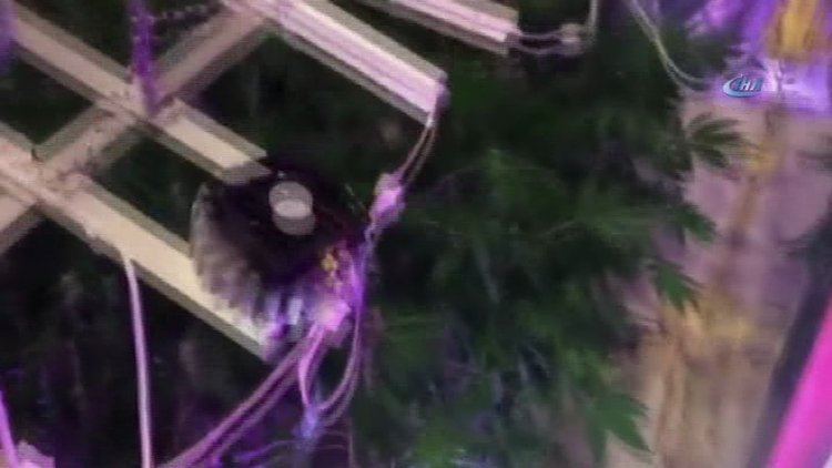 Sarıyer'de narkotimleri evde uyuşturucu serası buldu