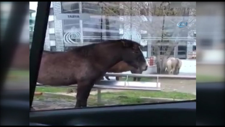 Atı aracına davet eden ilginç sürücü