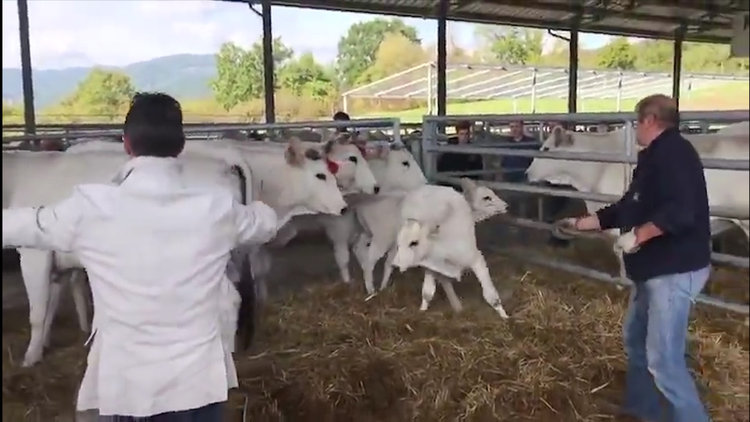 Annesine vuran adama tekme atan buzağı