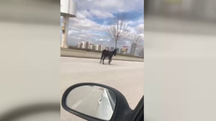 Ankara trafiğini birbirine katan eşek