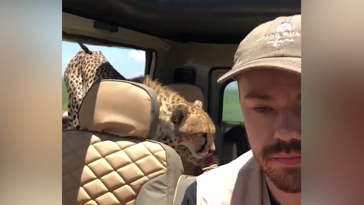 Tanzanyada safariye çıkan adamın zor anları