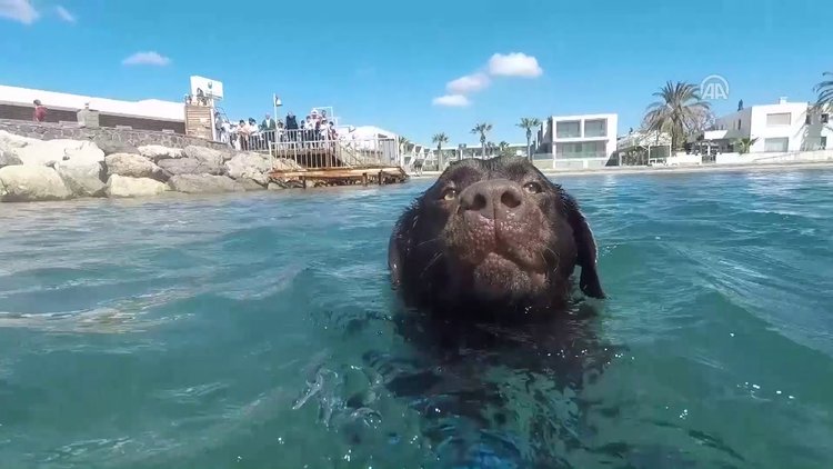 "Çevreci köpek" dalgıçlara destek oldu