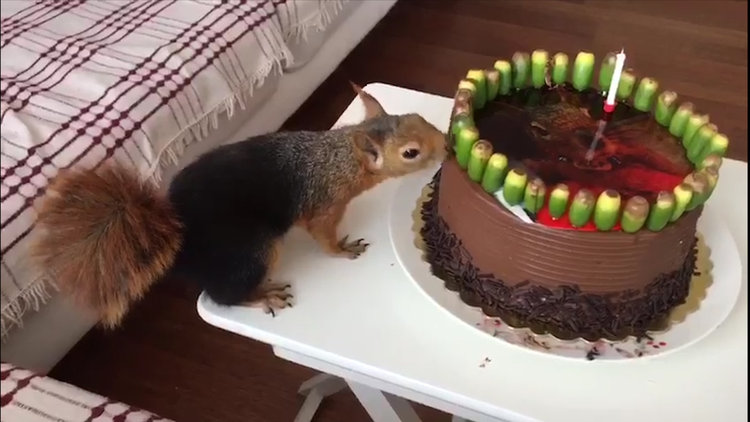 Sincap Alf'in meşe palamutlu doğum günü pastası!