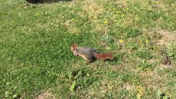 Sincap Karamel'in tedavisi sürüyor