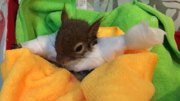 'Karamel' geçici protezine kavuştu