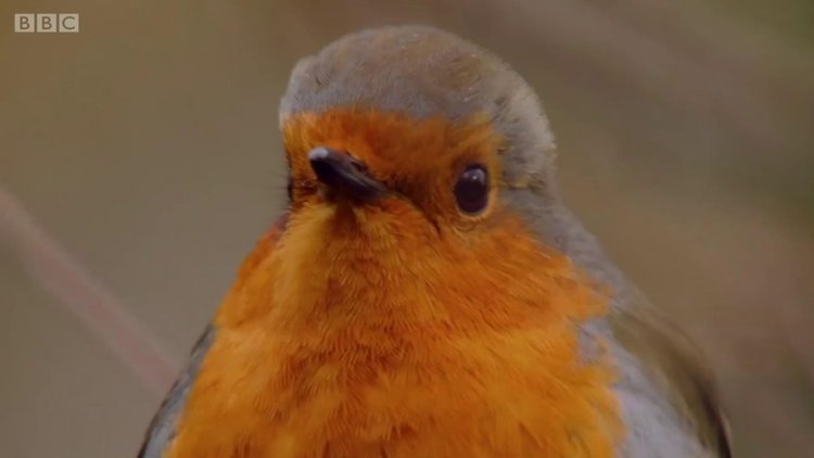 Küçük ama saldırgan kuş: Kızılgerdan