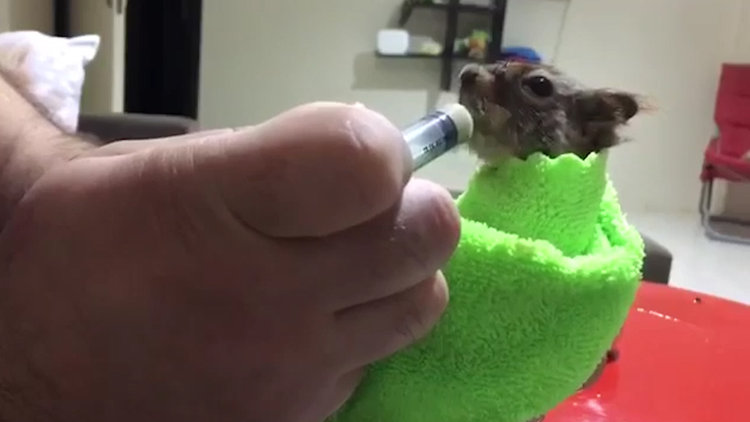 Sincap Karamel'in tedavisi sürüyor