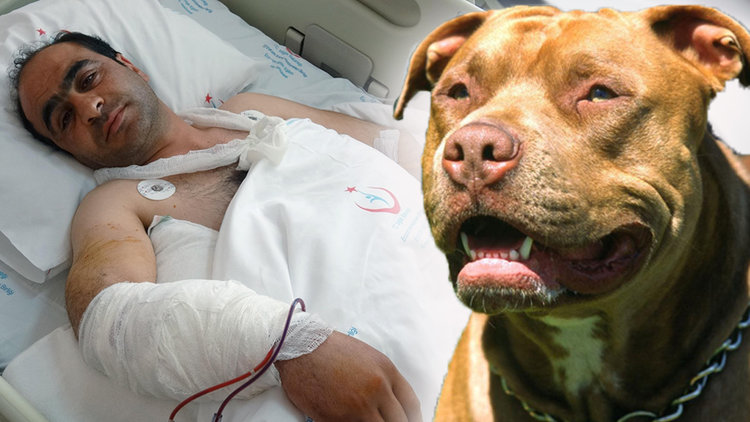 Erzurum&#039;da pitbull dehşeti! Sayaç okumak için gittiği evde saldırıya uğradı