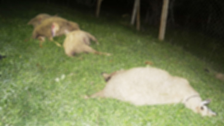 Kumburgaz'da siyanür alarmı! Polis ve savcılık kimyasal maddeyi dökeni arıyor