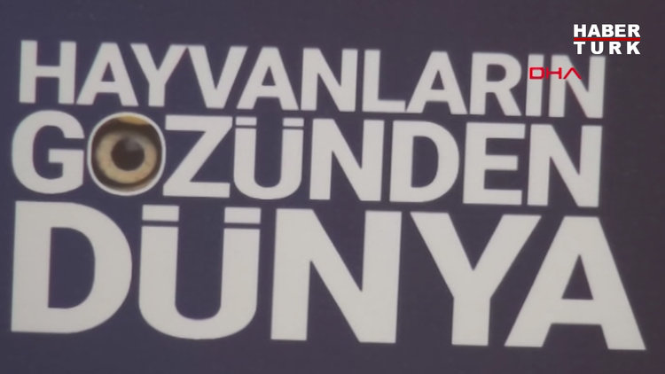 Hayvanların Gözünden Dünya